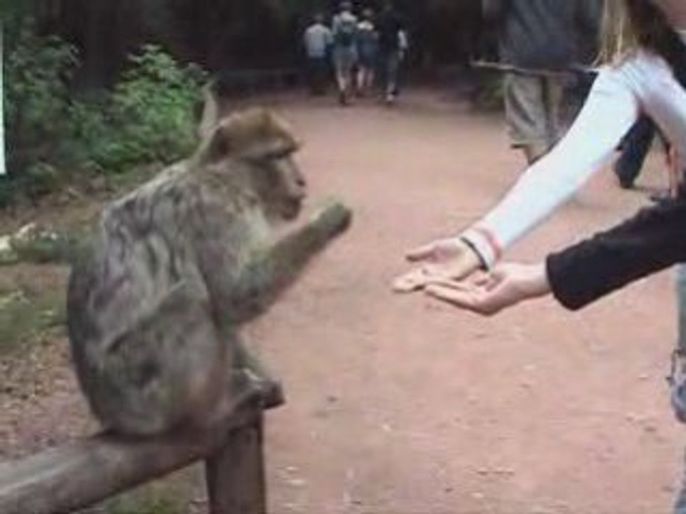 Montagne des singes