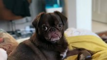King Chilli The Pug