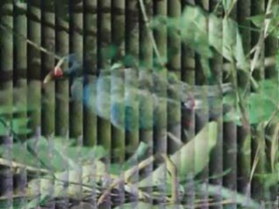 ANDANÇA  PAULINHO TAPAJÓS