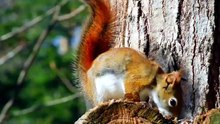 how long squirrels live in captivity