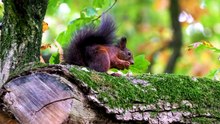 squirrel hunting season indiana
