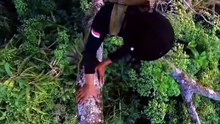 Manis Alami dari Hutan
