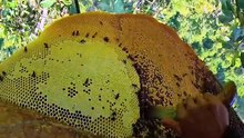 Nature’s Finest Forest Honey