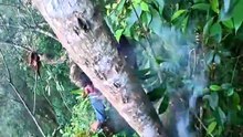 Natural Sweetness from the Forest