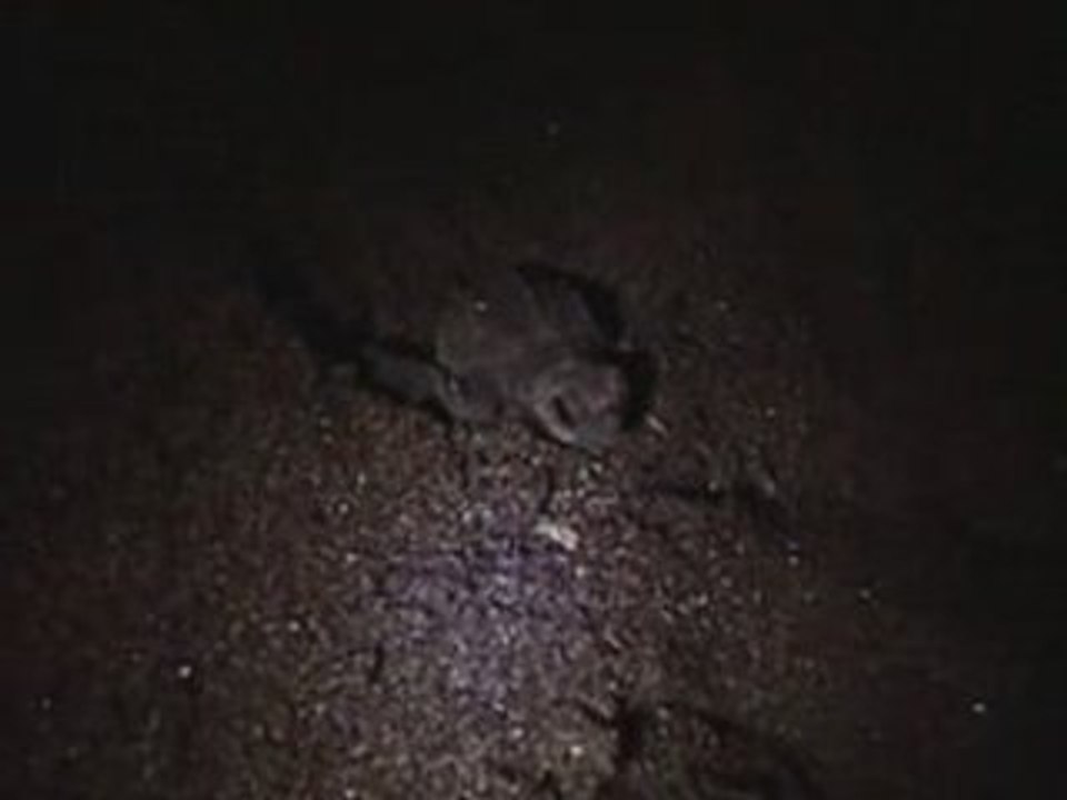 Bébés tortues à la mer ! Arcas Hawaii, Guatemala