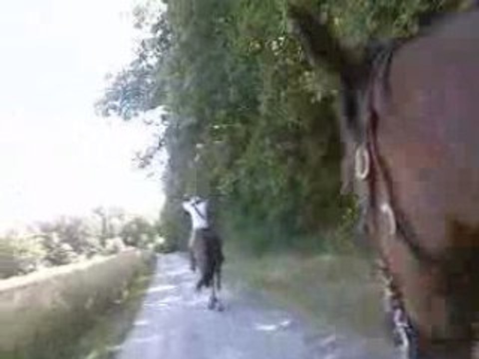 2008-07 [Osmoy] Balade à cheval en forêt de Rambouillet 2
