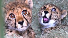 Rescued CHEETAH CUBS Need Your Help! | The Lion Whisperer