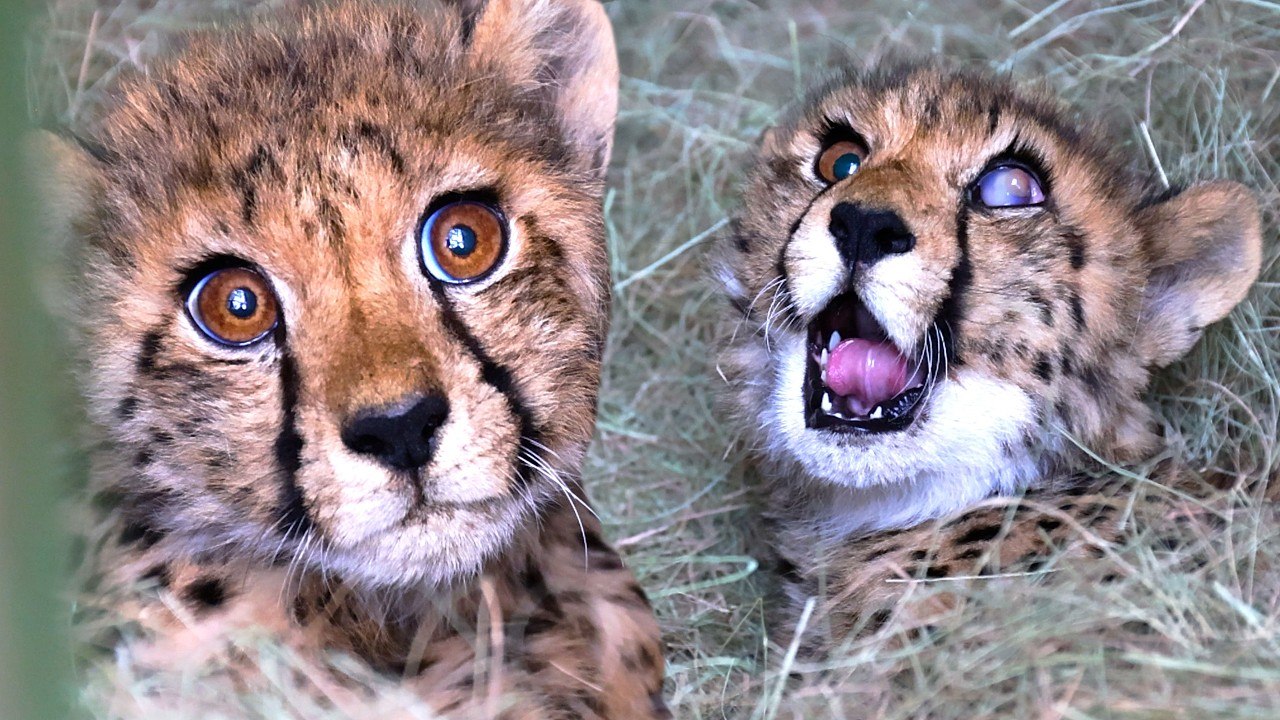 Rescued CHEETAH CUBS Need Your Help! | The Lion Whisperer