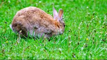 Rabbits Can NEVER Throw Up 🐰😱 Here's Why