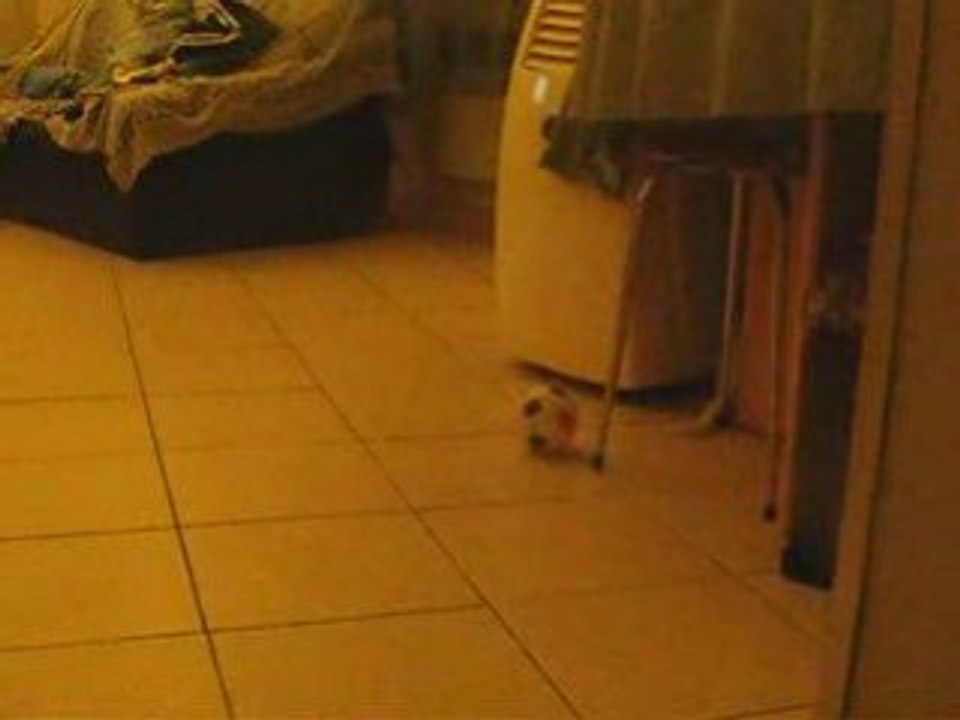 Video alaska