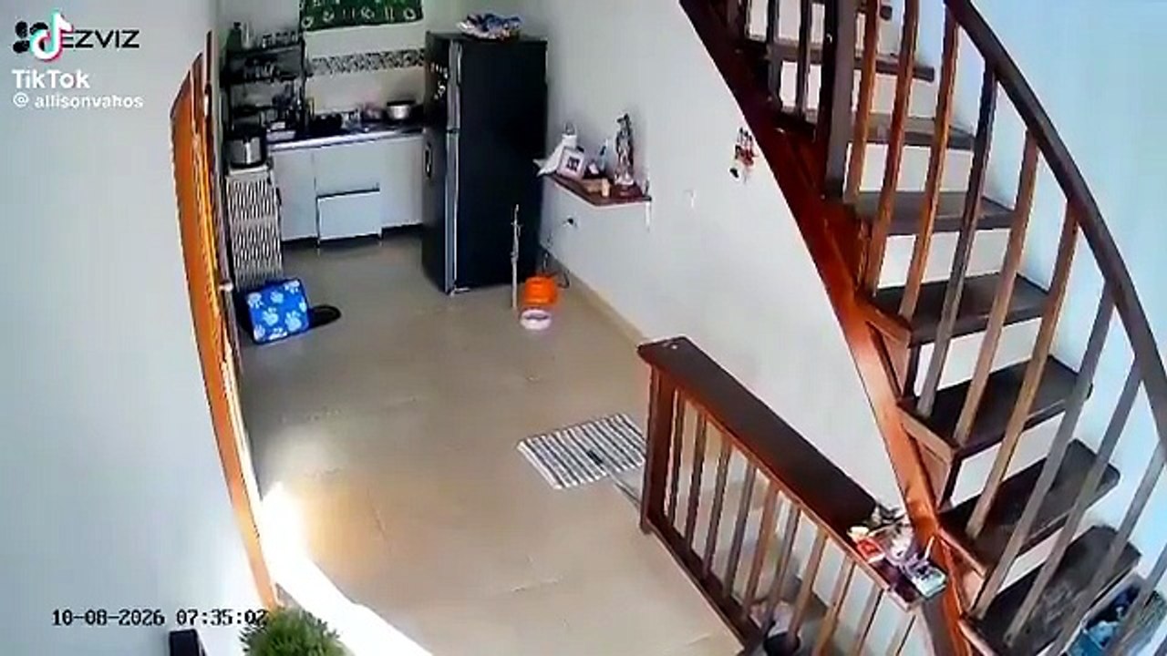 Observen donde se fueron a esconder estos gatitos buscando refugio en el momento del terremoto.