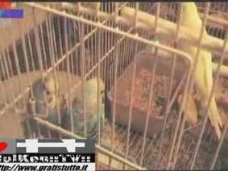 HULKEN PARROTS - PAPPAGALLI - THE NEW VIDEO