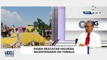 Piden rescatar Higuera bicentenaria en Tonalá