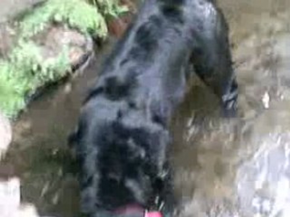 alice au bois de vincennes