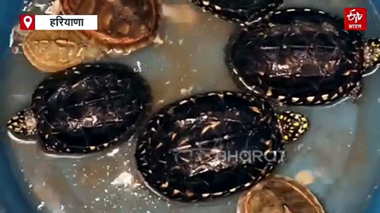 करनाल में कछुआ तस्करी का भंडाफोड़, दो आरोपी गिर...