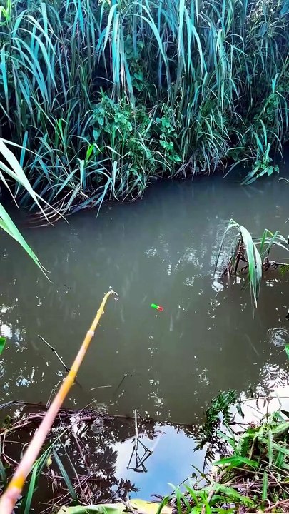 Catching Predator Fish With Live Bait! 🐟🔥