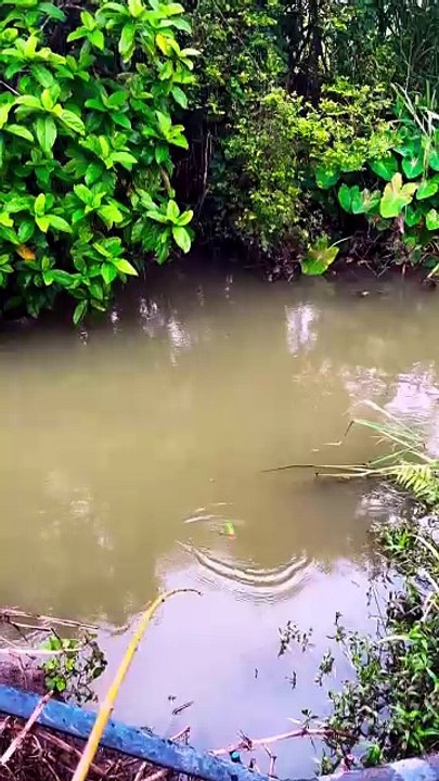 We Struggled to Pull This Fish Out of the Calm River! 😱🐟🎣