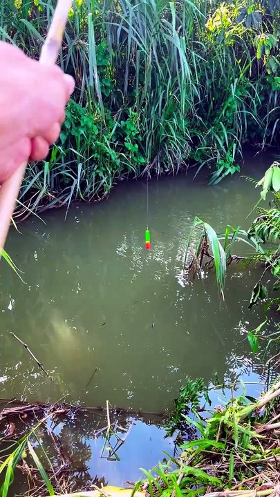 I’m the Best Fisherman in the World! 🐟🔥 Catching Predator Fish With Live Bait! 🎣