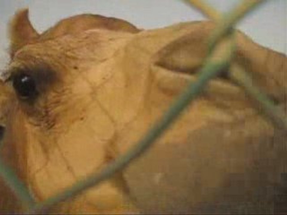 Desert adventures - 4x4, belly dancing, shiska, Camel riding