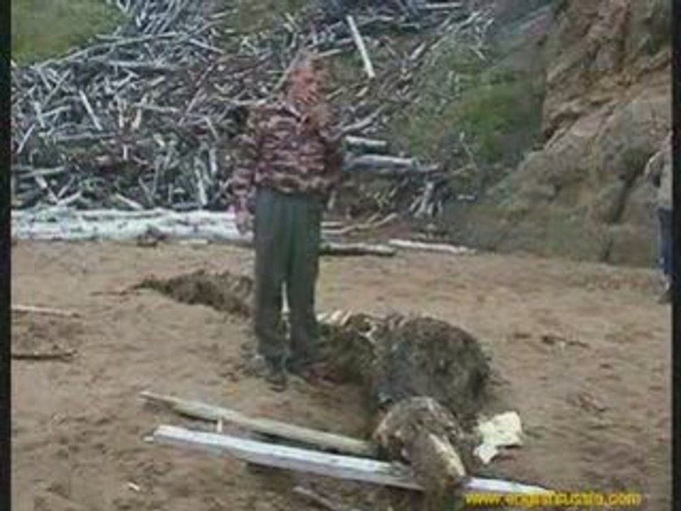 La creature de Sakhaline