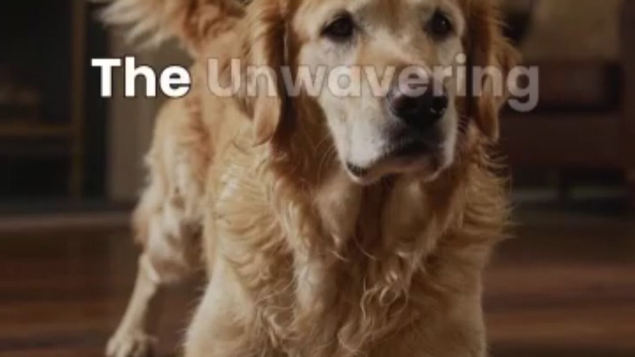 My Aging Dog Taught Me Grace | A Tribute to Unwavering Love 🐾