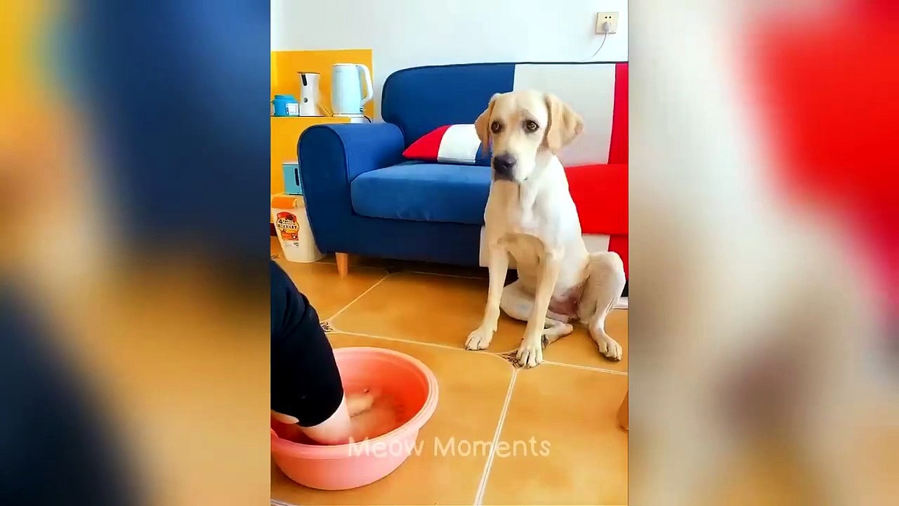 When Animals Have More Personality Than Humans...