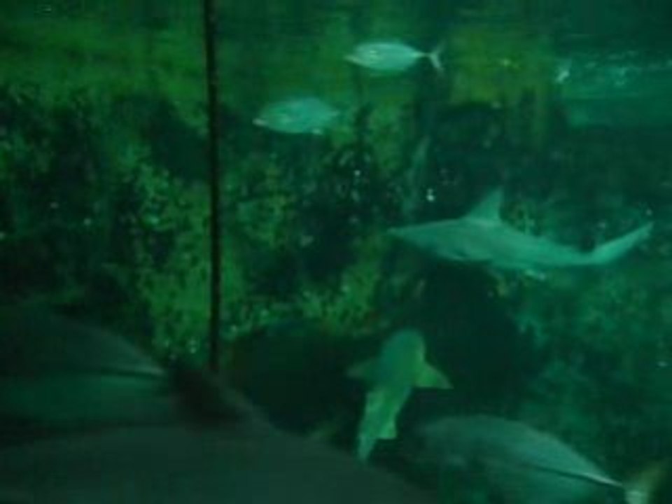 nausicaa baie aux requins