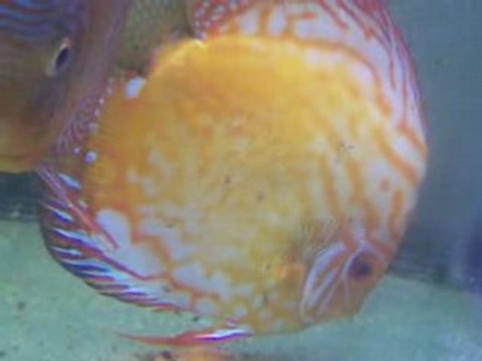 bebes discus