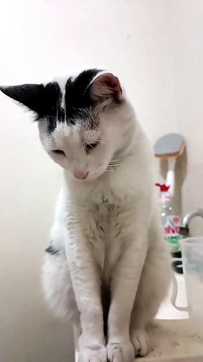 😹🚿 Pernanca, el gato influencer del lavamanos...