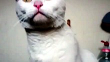 el gato pernanca es un gato muy bonito inteligente y obediente yo lo quiero mucho es mi amigo #michi