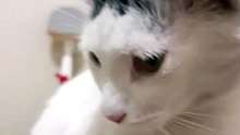 😻🚰 Pernanca, el gato travieso en el lavamanos 🐾 #Michi #Mascotas #Felino #Animales 🎉