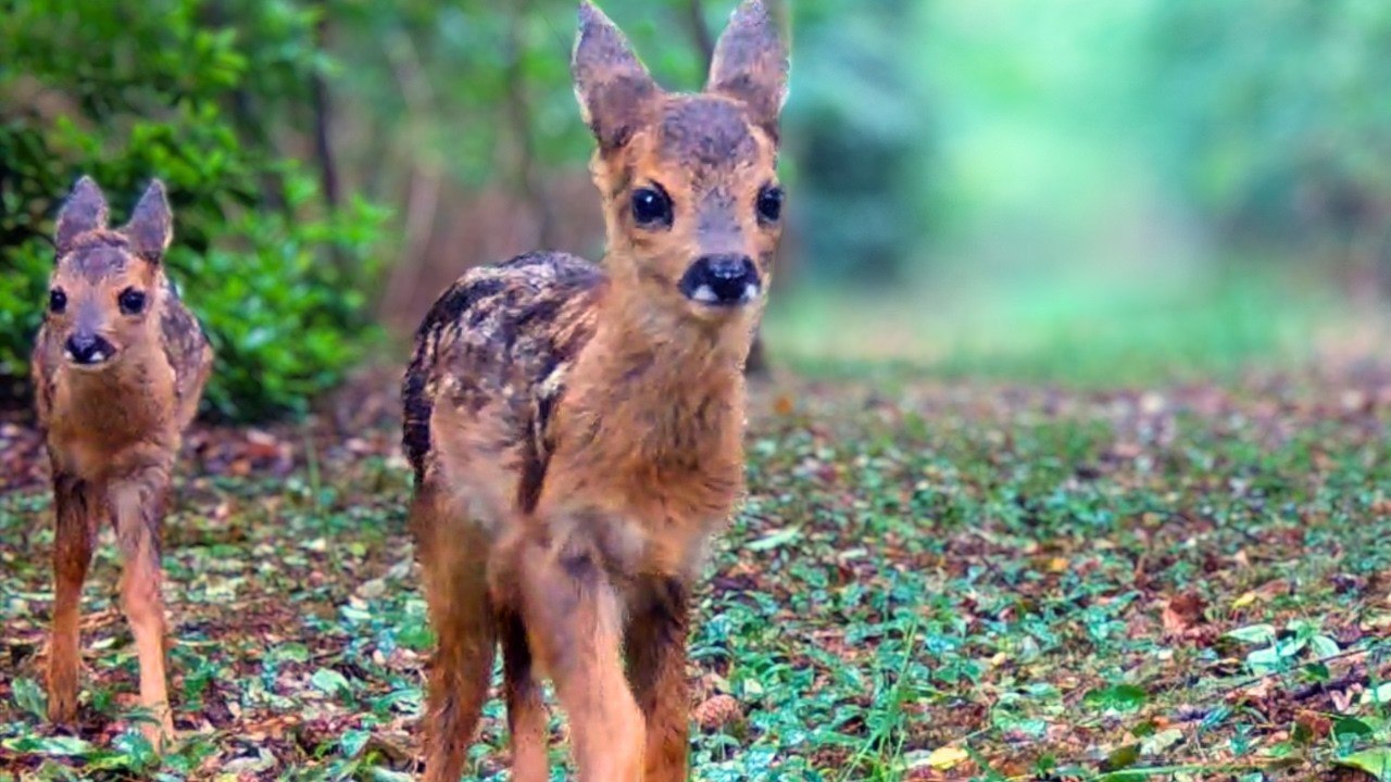 1 Hour of Deer in the Forest 🦌 | Roe Deer, Nat...