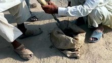 Fish rate 500 kg