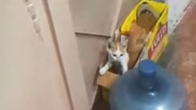😱 These Rats Found the Perfect Hiding Spot! 🐭😂