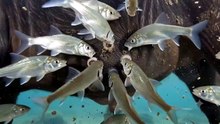 Hundreds of Fish And Oxpecker Clean Thousands of Parasites Off This Buffalo | The Life of Oxpecker