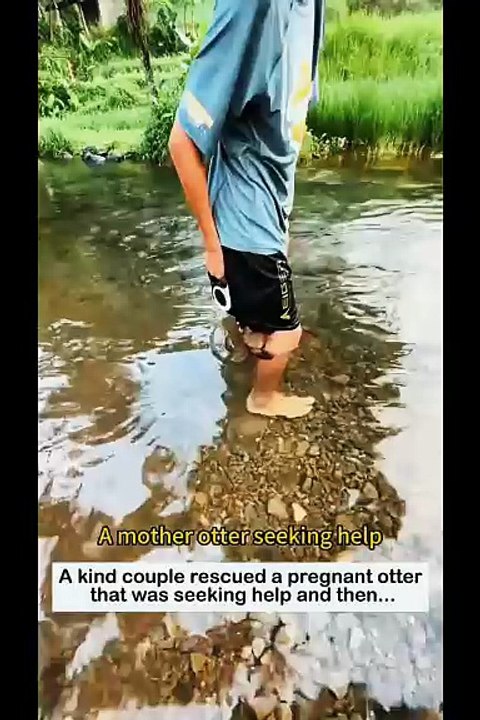 Adorable otters