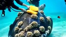 World Tour Leatherback Turtle