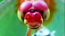 World Tour Dragonfly