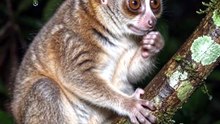 This Cute Primate Has a Venomous Bite! 😳🐒  Pygmy Slow Loris