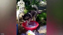 Best Animal Videos  😂 Animals Have No Idea How Funny They Are