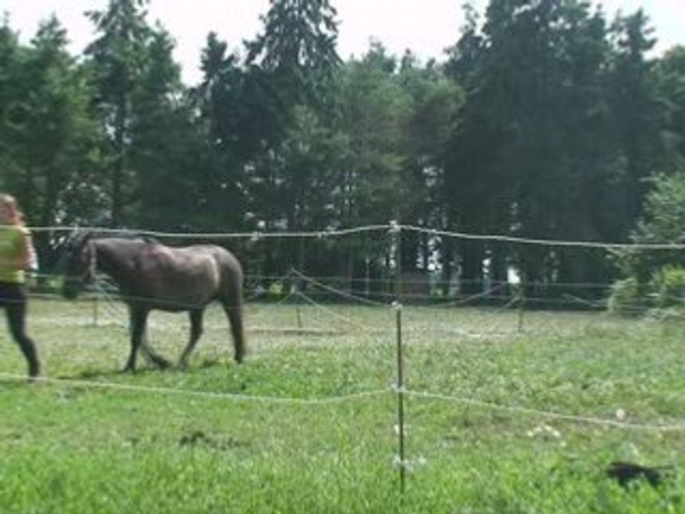 Qu'enzo éthologie 8