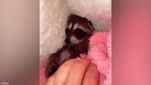 Cutest Baby Animals Ever 😍 You Won’t Stop Watching 😂