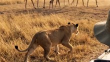 The calf walked straight toward the hidden lioness… and then something unexpected happened. 👀🦒🦁