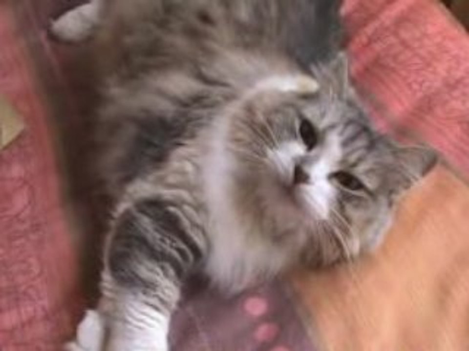 Chat qui baille