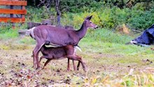 can you have a white tailed deer as a pet