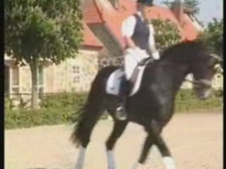 Horses - Fire