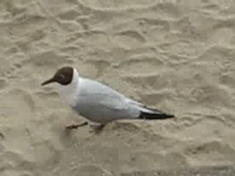 La Bernerie en Retz : mouettes plage du plan d'eau