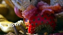 The Deadliest Island on Earth! Wildlife That Shouldn't Exist