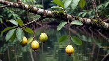 #Nature #AnimalShorts #Fish #AmazingNature #NatureShorts #WildlifeVideo #AnimalFacts #Shorts