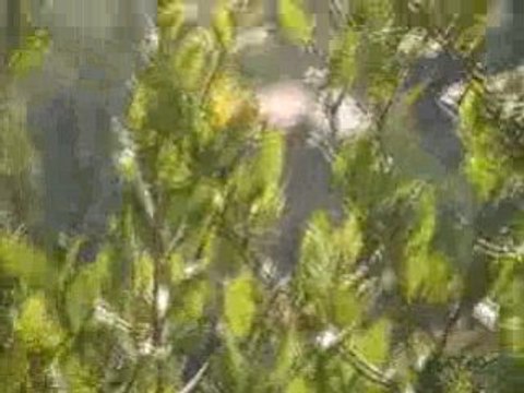 beaux paysages, la region de yakouren au printemps